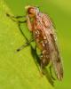 Suillia sp.
